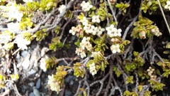 Pimelea microphylla