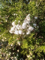 Ageratina havanensis
