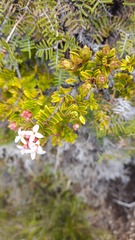 Pimelea buxifolia