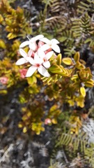 Pimelea buxifolia