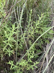 Pseudognaphalium chartaceum