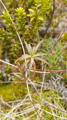 Dracophyllum recurvum