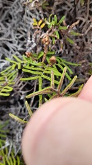 Gleichenia alpina
