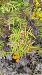 Gleichenia alpina