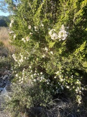 Ageratina havanensis