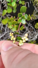 Gaultheria colensoi