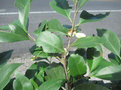 Wimmeria concolor