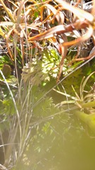Anisotome aromatica