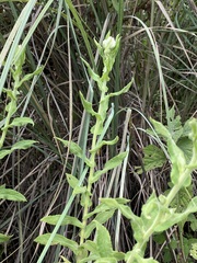 Pseudognaphalium chartaceum