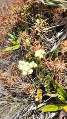Anisotome aromatica