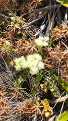 Anisotome aromatica