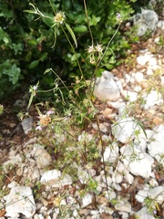 Galeopsis angustifolia