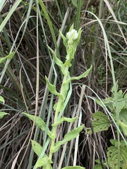 Pseudognaphalium chartaceum