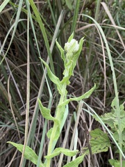 Pseudognaphalium chartaceum