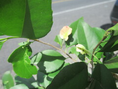 Wimmeria concolor