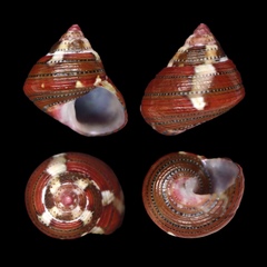 Cantharidus bisbalteatus