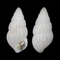 Pyrgulina