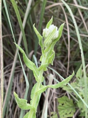 Pseudognaphalium chartaceum