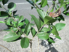 Wimmeria concolor