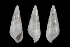 Megastomia