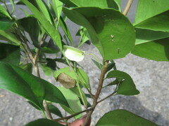 Wimmeria concolor