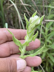 Pseudognaphalium chartaceum