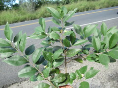 Wimmeria concolor