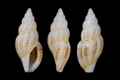 Cytharella costulata