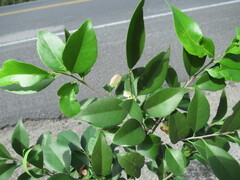 Wimmeria concolor