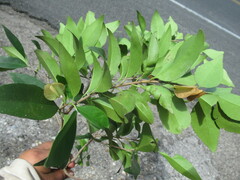 Wimmeria concolor