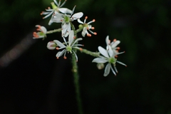 Micranthes odontoloma