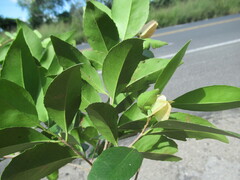 Wimmeria concolor