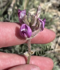 Astragalus leucolobus