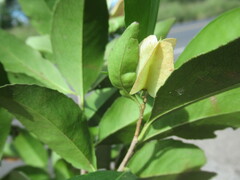 Wimmeria concolor