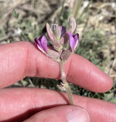 Astragalus leucolobus