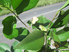 Wimmeria concolor