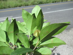 Wimmeria concolor