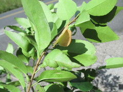 Wimmeria concolor