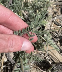 Astragalus leucolobus