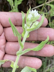 Pseudognaphalium chartaceum