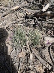 Astragalus leucolobus