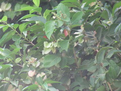 Wimmeria concolor