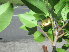 Wimmeria concolor