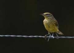 Setophaga palmarum hypochrysea