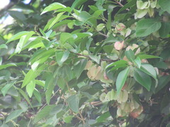 Wimmeria concolor