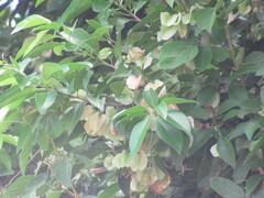 Wimmeria concolor