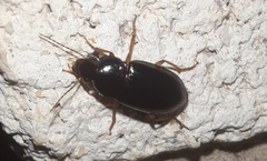 Notiobia terminata