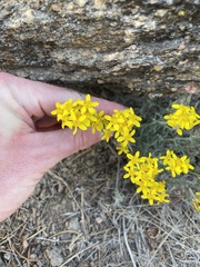 Eriophyllum confertiflorum