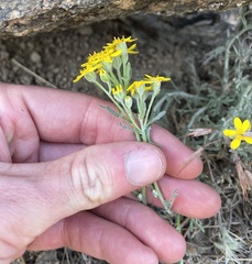 Eriophyllum confertiflorum