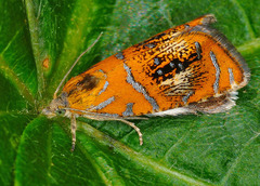 Olethreutes arcuella